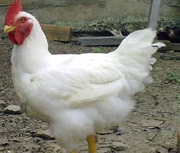 Ini dia Pengertian dan Jenis Ayam kampung potong | Kirim Ayam