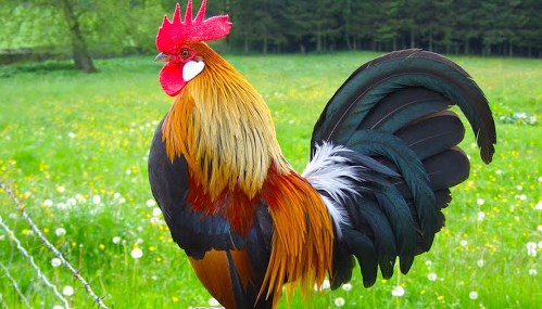 Awas, Berikut Ciri-ciri Ayam Yang Tidak Layak Dikonsumsi dan Manfaatnya