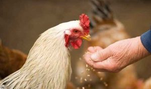 Tempat Pemotongan Ayam Yang Halal dan Bersih di Bandung | Kirim Ayam