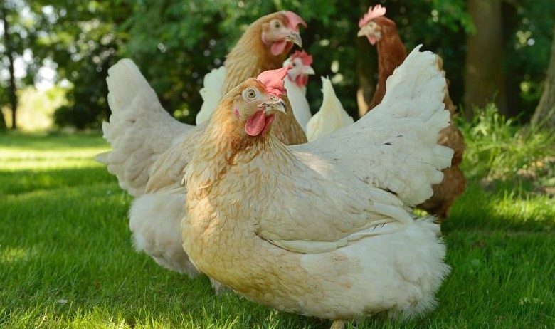 peternakan ayam broiler