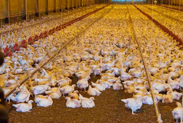 peternakan ayam broiler