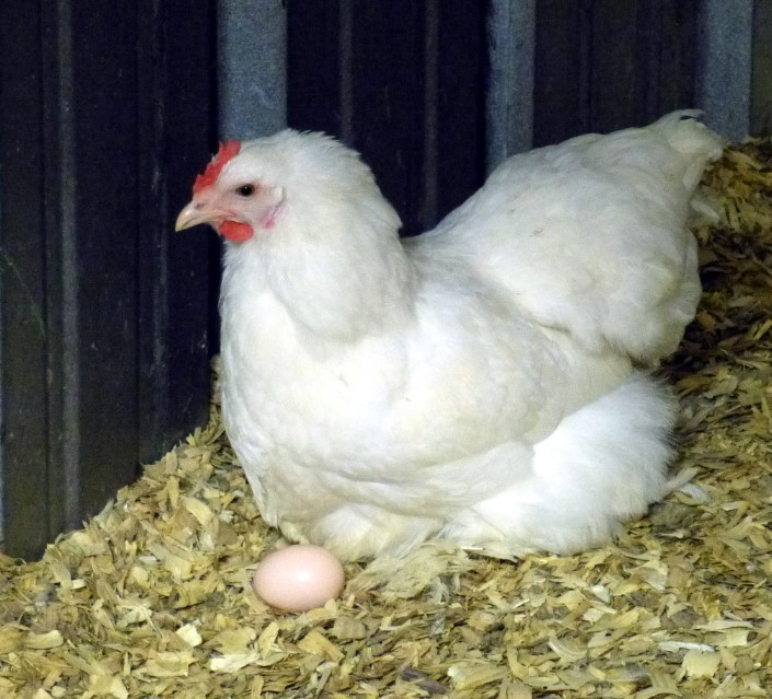peternakan ayam broiler