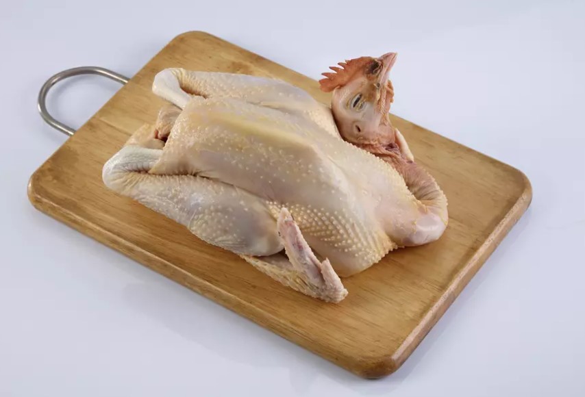 supplier ayam